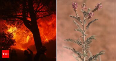 Fire safety vs conservation: How one endangered plant stopped a major wildfire prevention project in California?